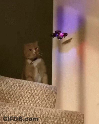 Cat Sitting On Stairs Watching Drone GIF