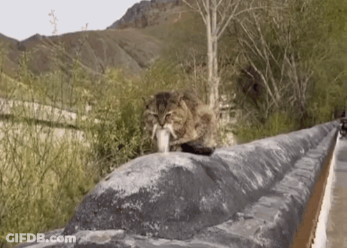 Cat Sitting On Stone Wall Holding Fish GIF