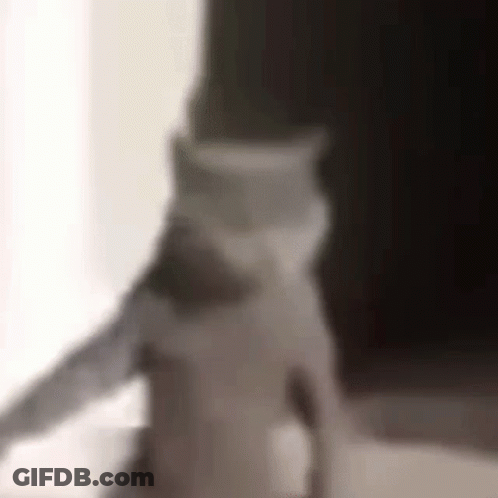Cat Sitting On Table In Front Of Window GIF