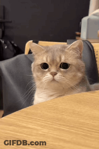 Cat Sitting On Table Looking At Camera GIF