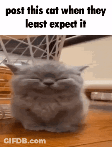 Cat Sitting On Table Post This Cat When They Least Expect It GIF