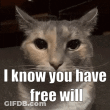 Cat Sitting On Table Saying I Know You Have Free Will GIF