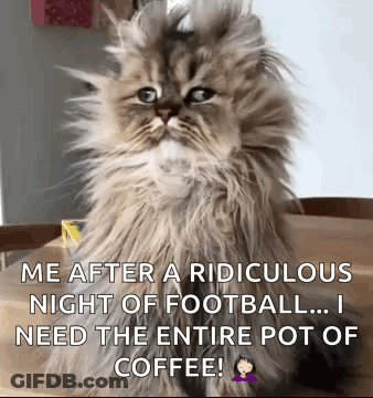 Cat Sitting On Table Saying Me After Ridiculous Night Of Football GIF