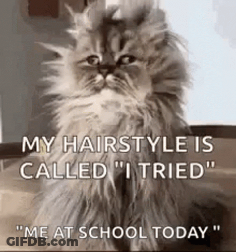 Cat Sitting On Table Saying My Hairstyle Is Called GIF