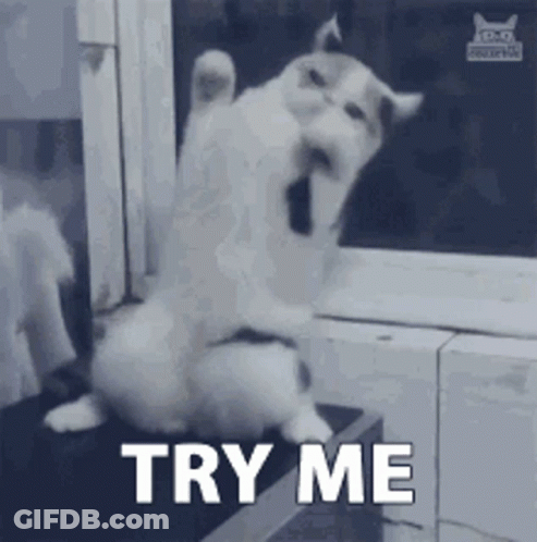 Cat Sitting On Table Saying Try Me GIF