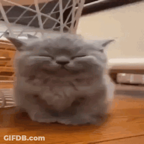 Cat Sitting On Table With Eyes Closed GIF