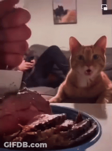 Cat Sitting On Table With Food GIF