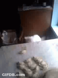 Cat Sitting On Table With Oysters GIF