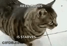 Cat Sitting On Tile Floor Saying Me When Pizza GIF