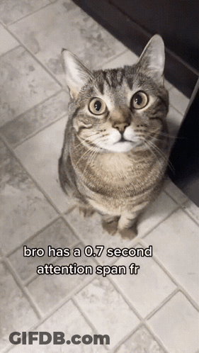 Cat Sitting On Tiled Floor Bro Has A 0.7 Second Attention Span GIF