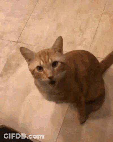 Cat Sitting On Tiled Floor Looking Up GIF