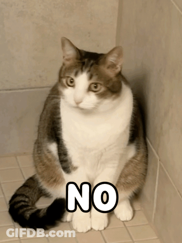 Cat Sitting On Tiled Floor Saying No GIF