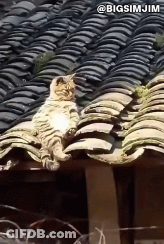 Cat Sitting On Tiled Roof @Bigsimjim GIF