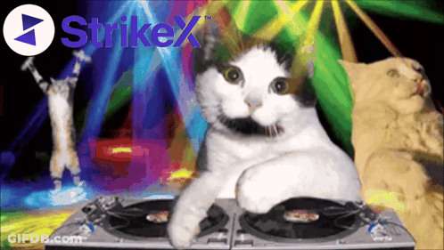 Cat Sitting On Turntable With Strikex GIF