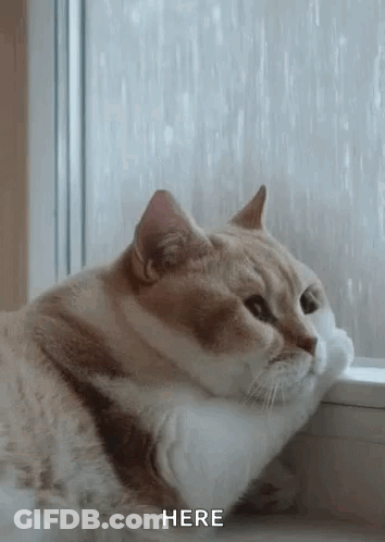 Cat Sitting On Window Sill GIF