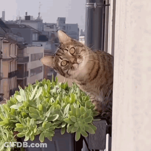 Cat Sitting On Window Sill GIF