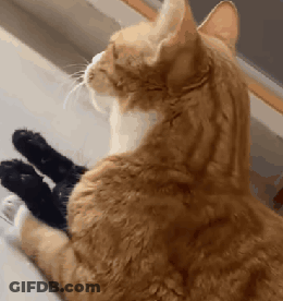 Cat Sitting On Window Sill Playing With Black Toy GIF