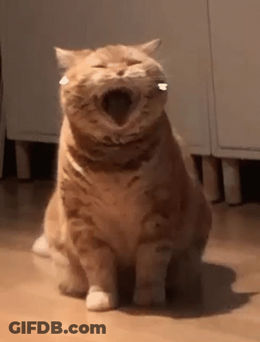 Cat Sitting On Wood Floor With Mouth Open GIF