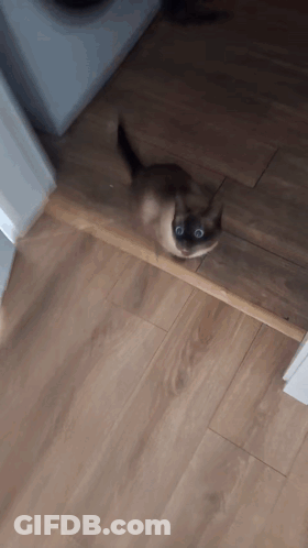 Cat Sitting On Wooden Floor Looking At Camera GIF