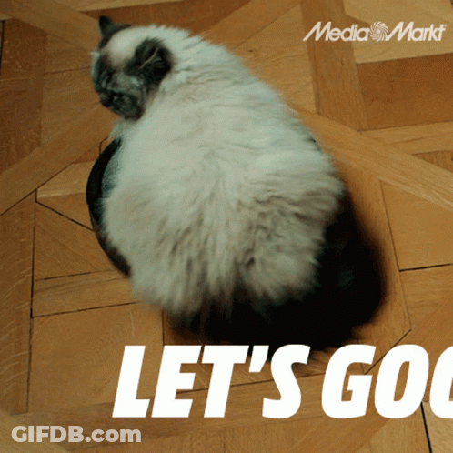 Cat Sitting On Wooden Floor Saying Let's Go GIF