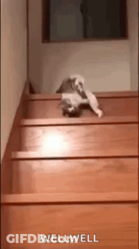 Cat Sitting On Wooden Stairs GIF