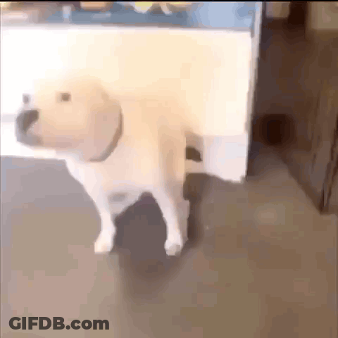 Cat Sitting On Wooden Table Looking At Camera GIF