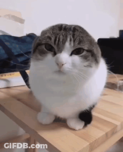 Cat Sitting On Wooden Table Looking At Camera GIF