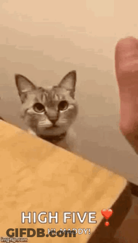 Cat Sitting On Wooden Table GIF