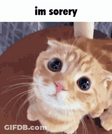 Cat Sitting On Wooden Table GIF