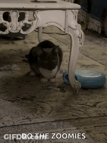 Cat Sitting Under Table Beside Robotic Feeder GIF