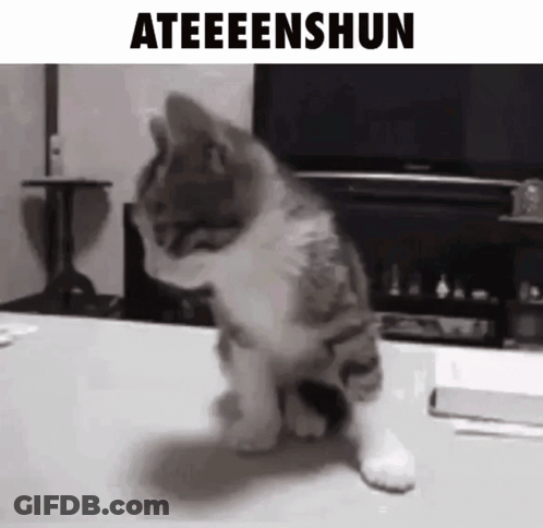 Cat Sitting With Ateenshun GIF