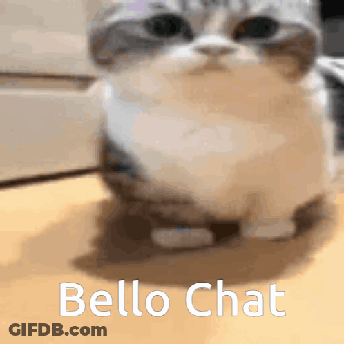 Cat Sitting With Bello Chat GIF