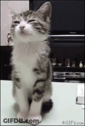 Cat Sitting With Eyes Closed GIF