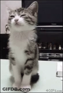 Cat Sitting With Eyes Closed GIF