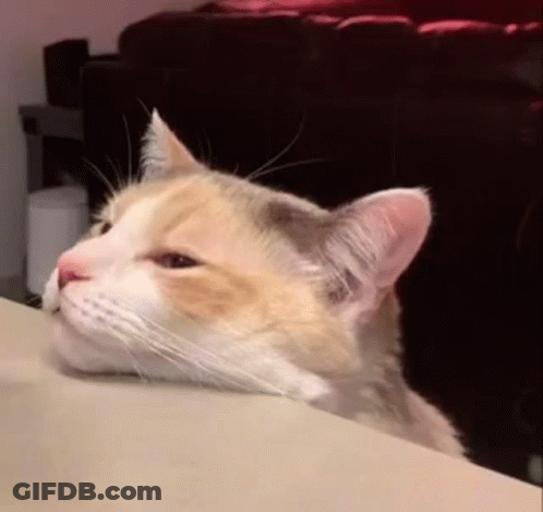 Cat Sitting With Head Resting On Table GIF