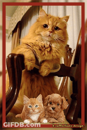 Cat Sitting With Kitten And Dog B Collections Design GIF