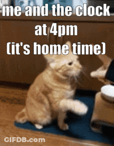 Cat Sitting With Me And 4PM Clock GIF