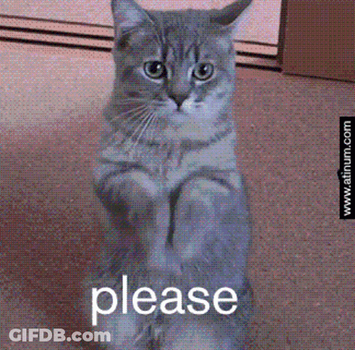 Cat Sitting With Please GIF