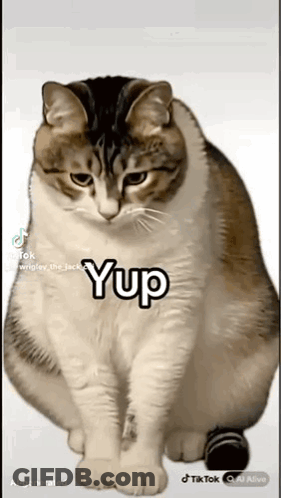 Cat Sitting With Yup On Paw GIF