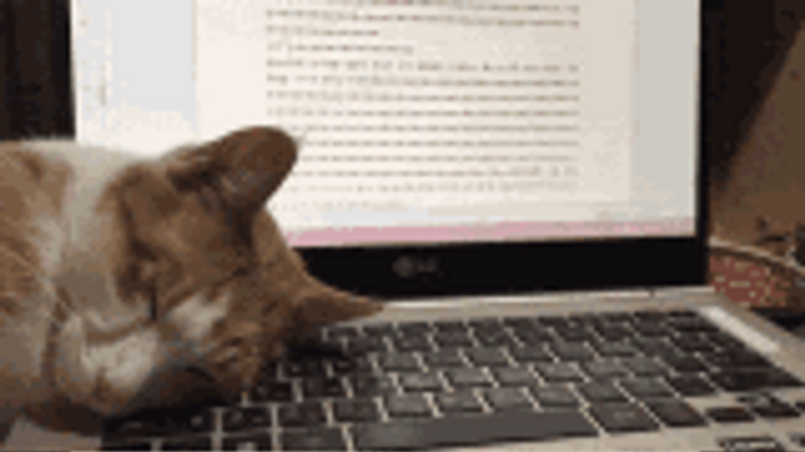 Cat Sleeping At Pc Laptop GIF