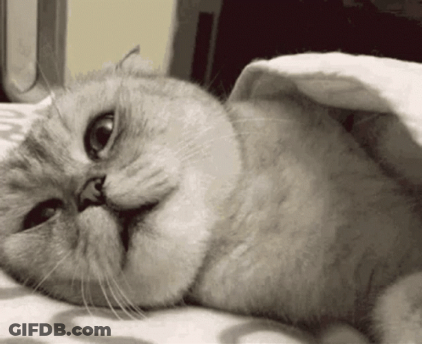 Cat Sleeping Ignoring GIF