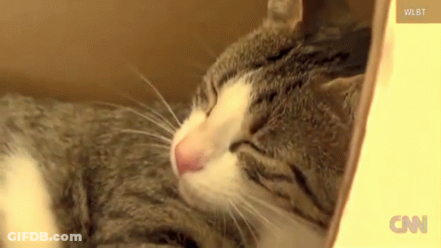 Cat Sleeping In Box With CNN Logo GIF