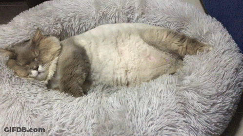 Cat Sleeping In Fluffy Blanket GIF