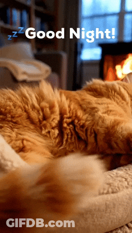 Cat Sleeping In Front Of Fireplace Good Night GIF