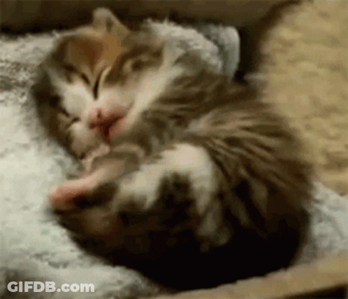 Cat Sleeping Next To Kitten On Bed GIF
