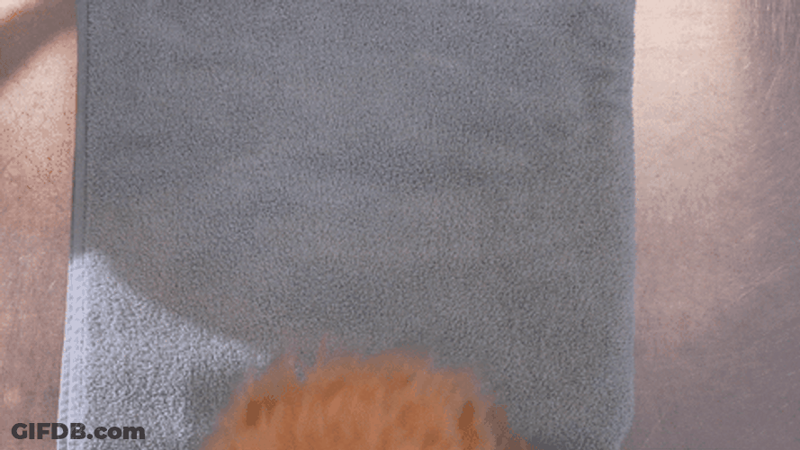 Cat Sleeping Night Night GIF