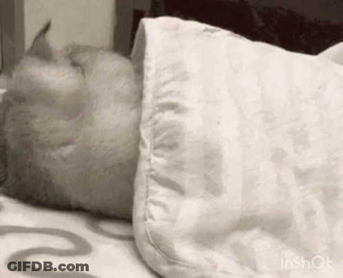 Cat Sleeping On Bed With Pillow And Blanket GIF