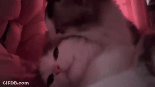Cat Sleeping On Bed With Red Curtain GIF