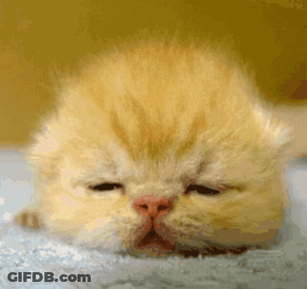 Cat Sleeping On Blanket GIF