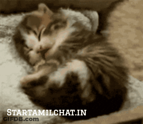 Cat Sleeping On Blanket GIF